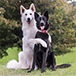 dog-couple-profile