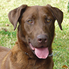 labrador