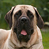 mastiff